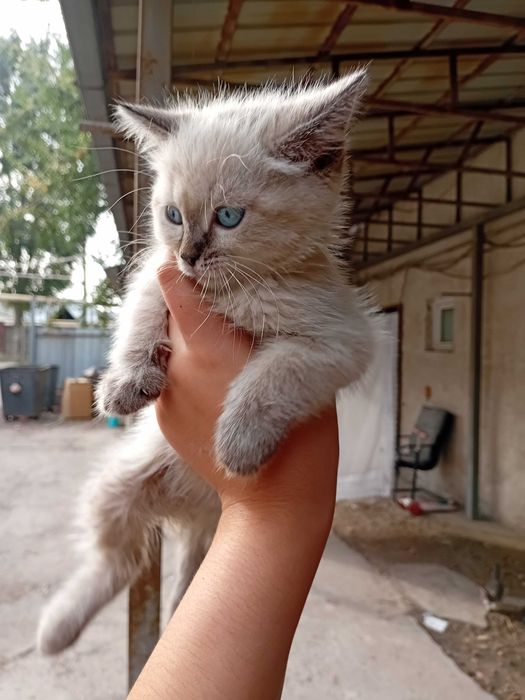 Милые котята,ждут домик