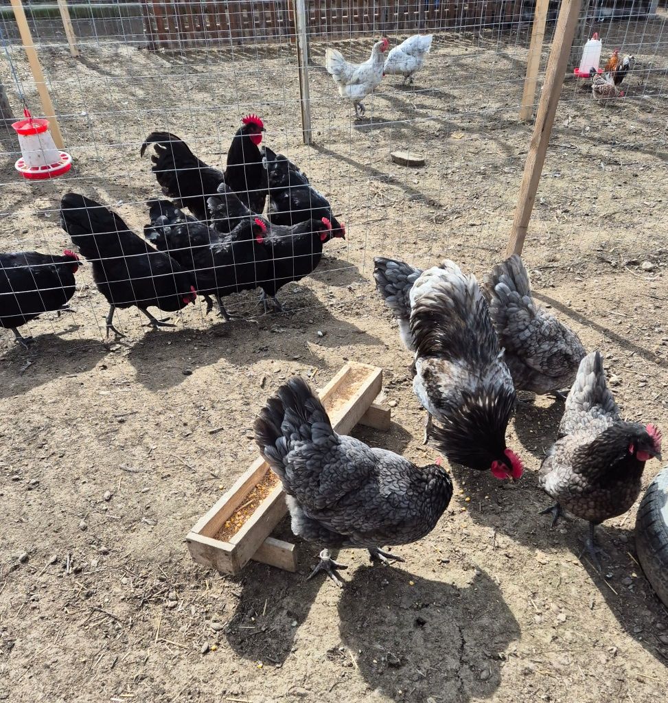 Oua australorp pentru incubat/splash,negru,albastru