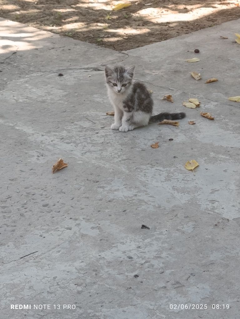 tekinga mushuk bolasi