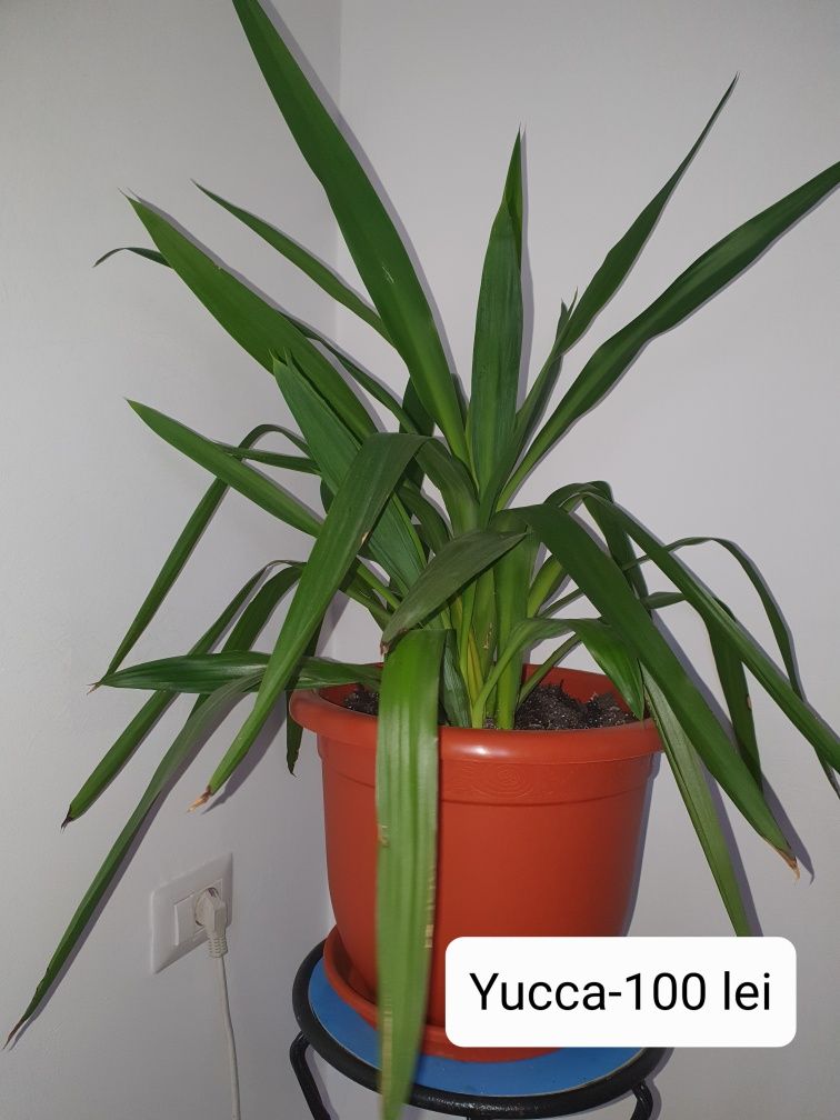 Planta Yucca 40 cm