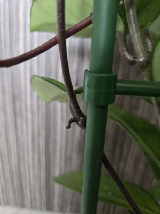 Hoya Carnosa, Lacrima Maicii Domnului cu pedunculi