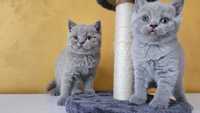 Pui british shorthair