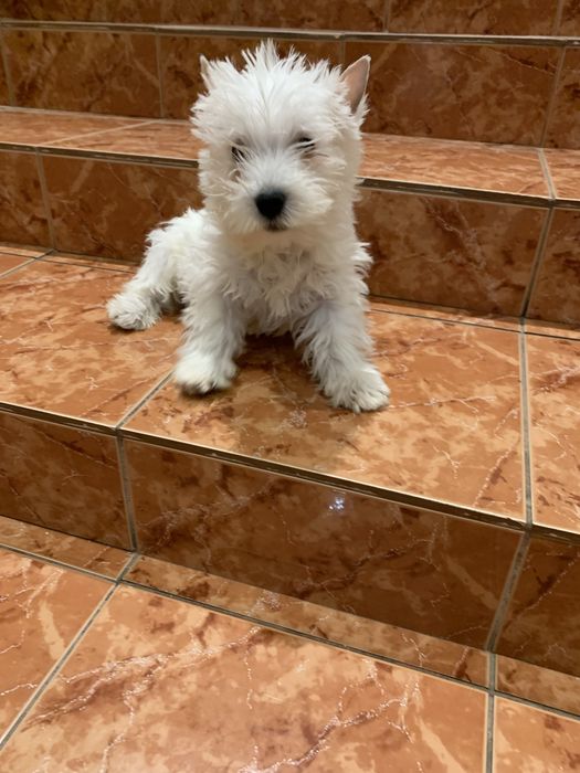 West highland white terrier