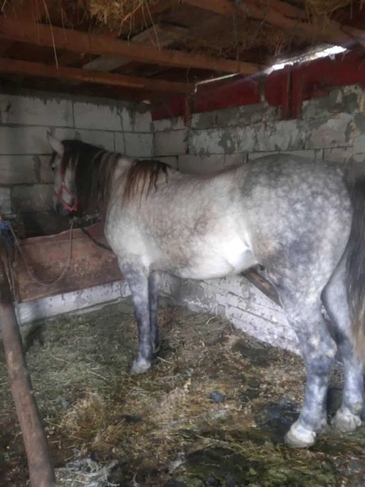 Vind cal castrat 7 anii