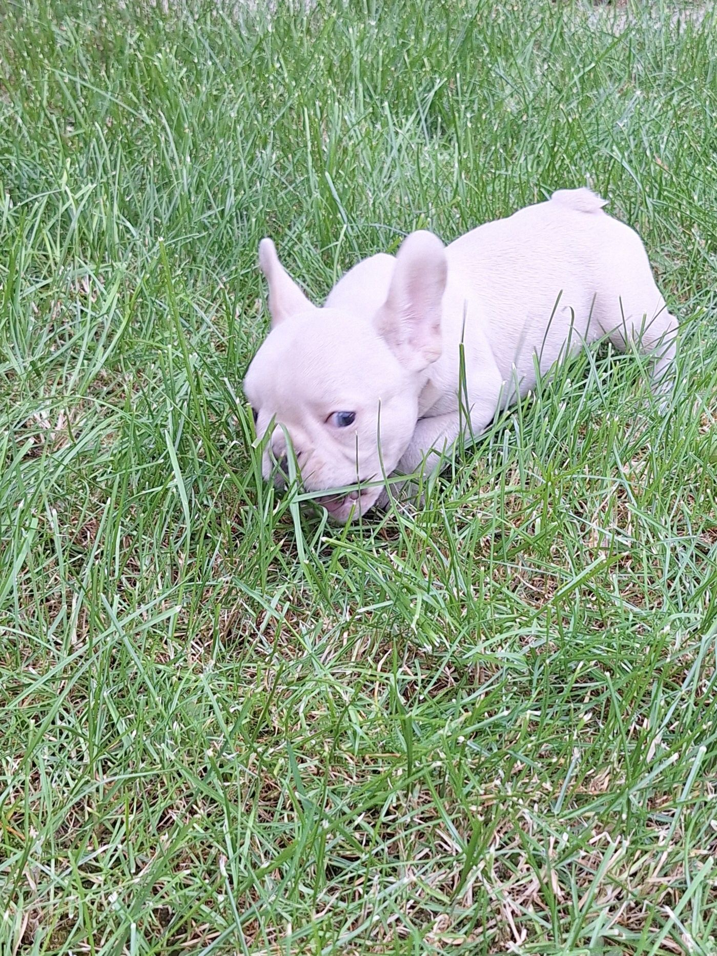 Bulldog francez.