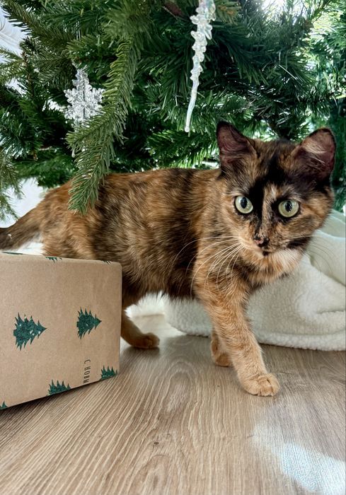 Кошечка Тиффани ищет семью. Стерилизованная