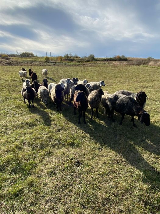 Vând 10-15 oi la alegere