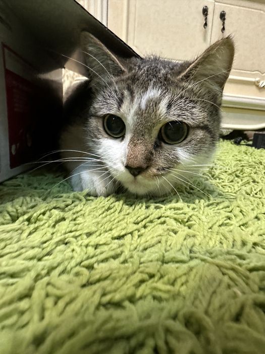 Отдам кошку Дусю. Стерилизована