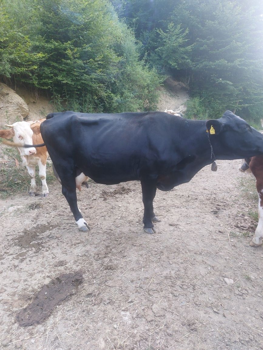 Vaca cu vitea de vinzare