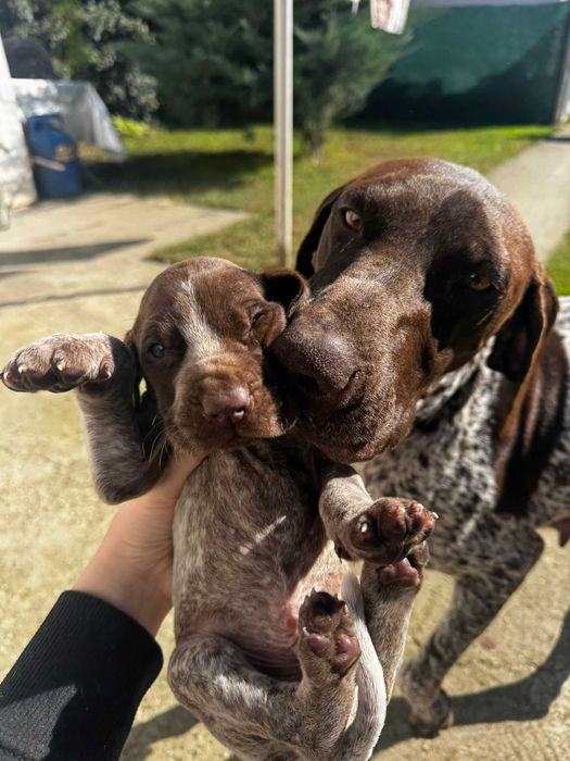 Pui brac german spre adoptie