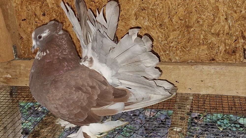 Voltat indian/Voltati indieni