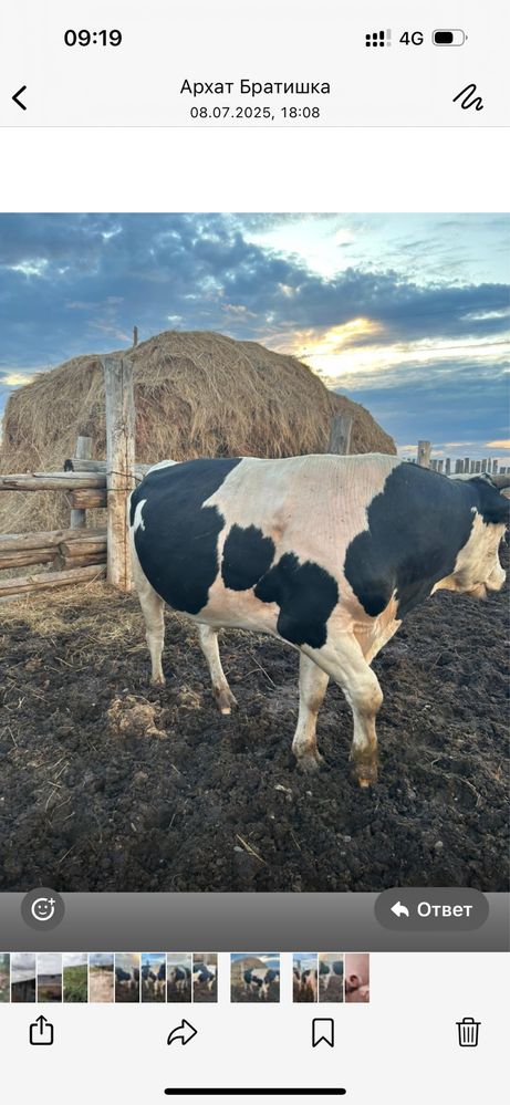 Продам бычок возраст 3,5