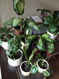 Растения комнатные недорого