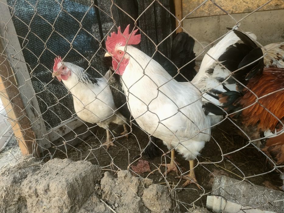 Продам петуха леггорн чистая линия