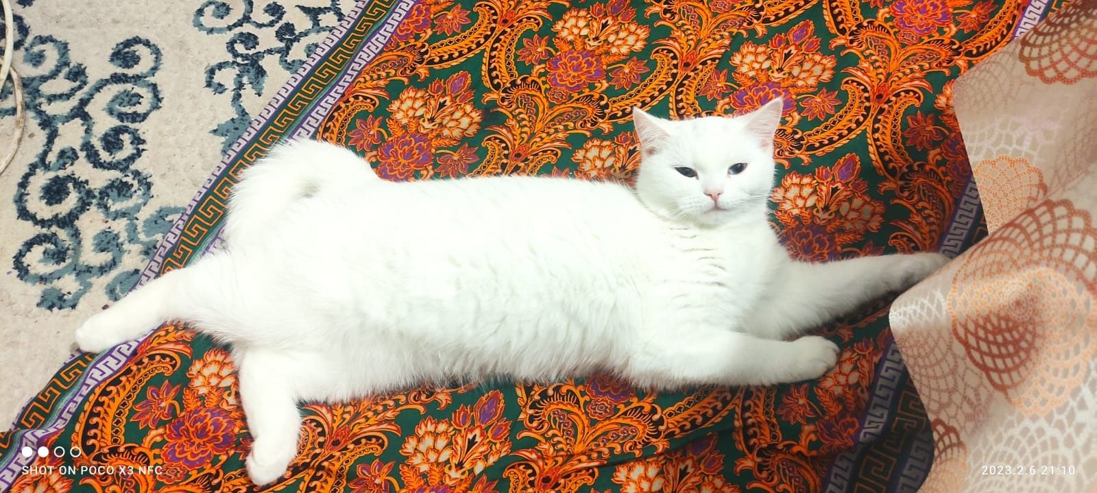 Кошка турецкий ангора