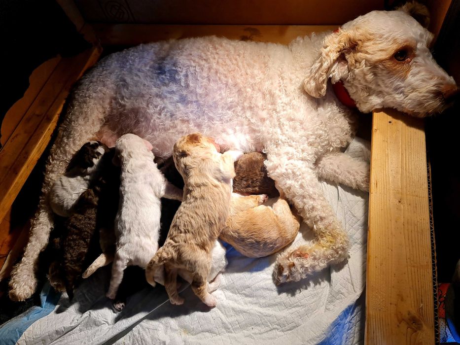 Лагото Романьоло - The Best breed ever