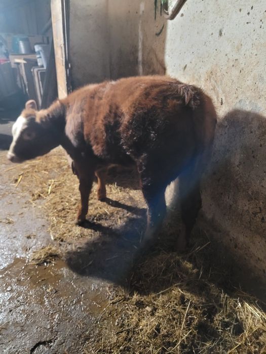 Vând vacă cu vițea