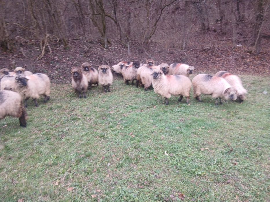 Vând 20 de oi bucalai