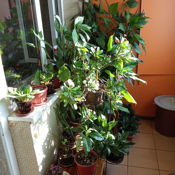 Комнатные цветы , разные.