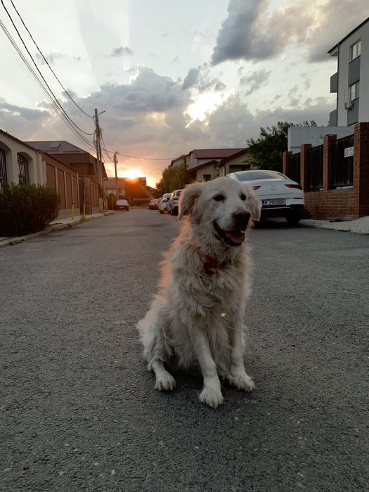 Pet sitter/ Cazare animale