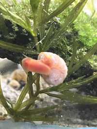 Melci  ramshorn