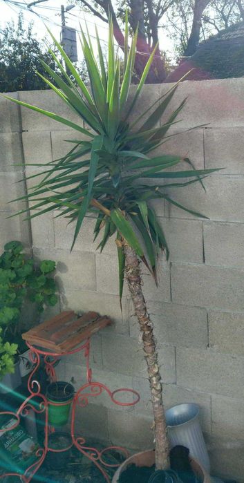 Продавам палма Юка над 2 метра