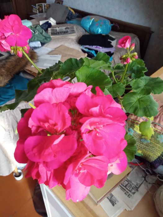 Герань или пеларгония