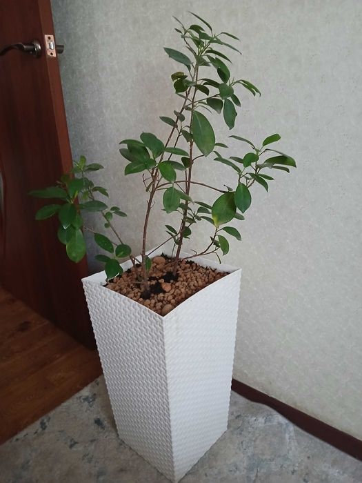 Продаю комнатный цветок