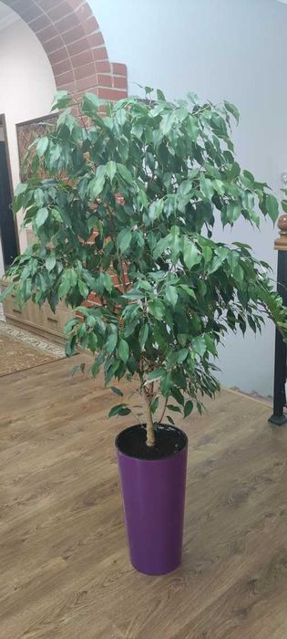 Продам шикарные комнатные растения