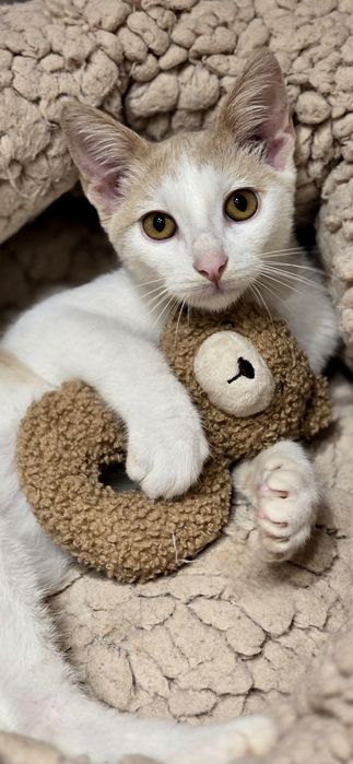 Motanelul Milani,vaccinat