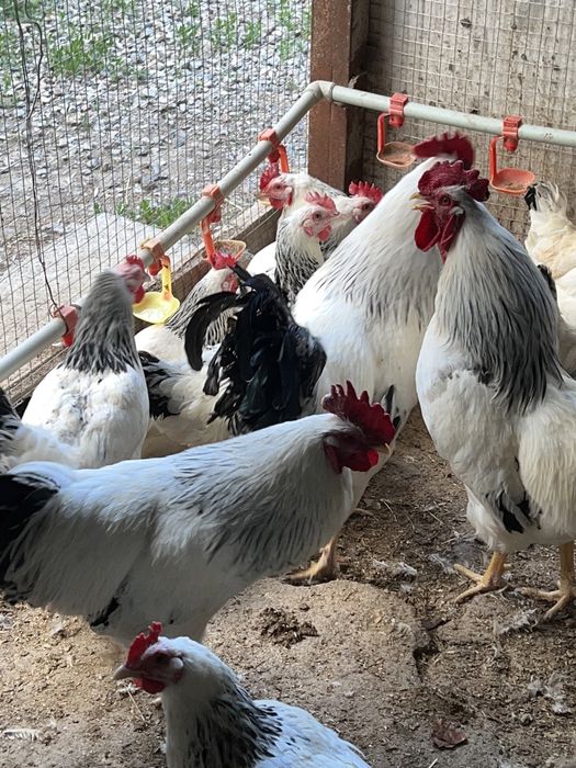 Цыплята Адлеры серебристые, Австролорп и Кучинские