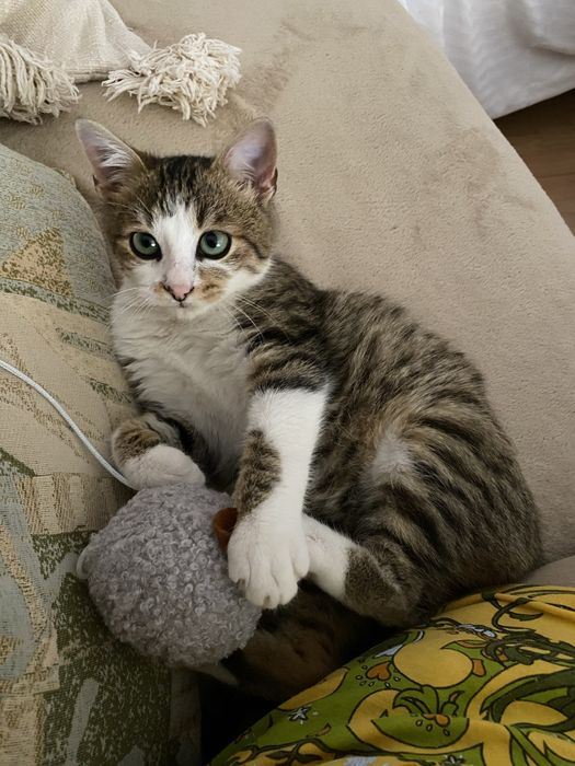 Motanel pentru adoptie responsabila