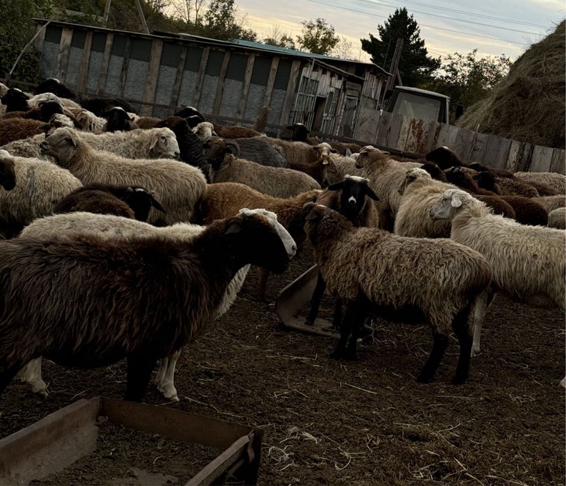 Бараны, кой,овцы,котные