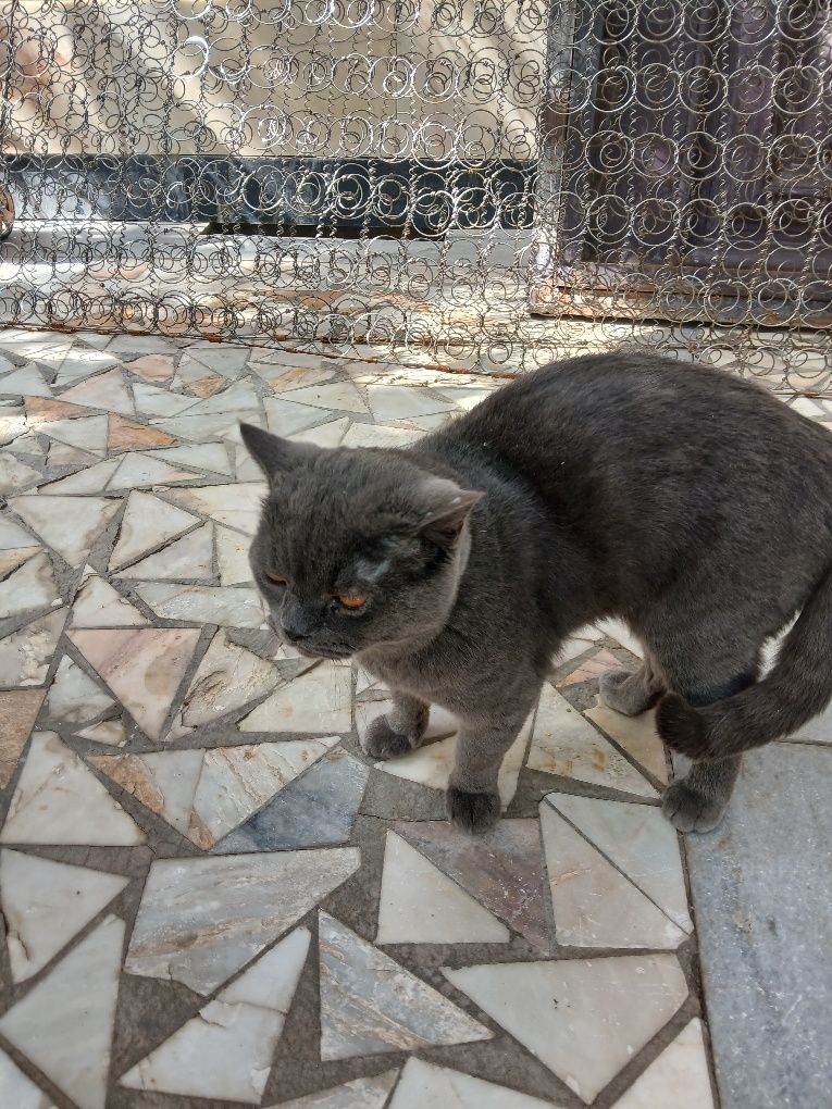 Отдам поролистого кота в хорошие руки