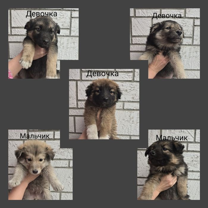 Щенки немецкой овчарки полукровки