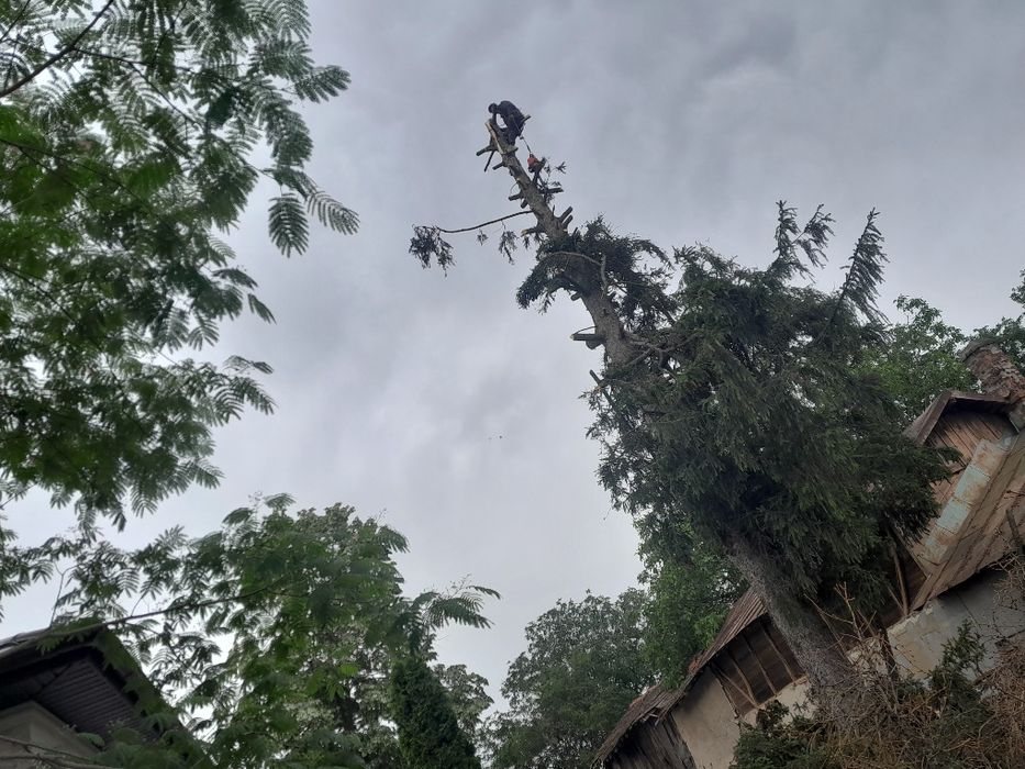 Taiere toaletare evacure tocare etc