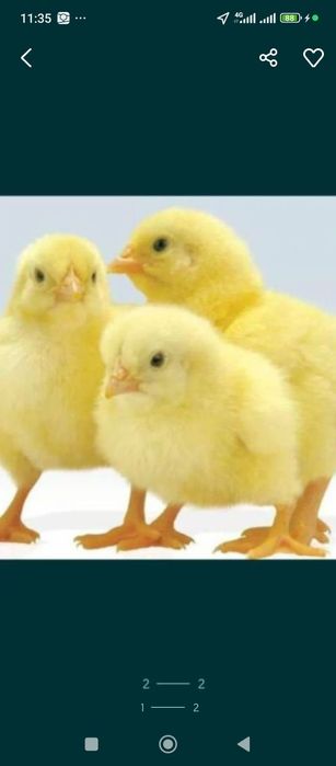 Продам цыплят бройлер оптом и в розницу