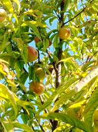 Продам саженцы персика