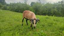 Berbec de camerun
