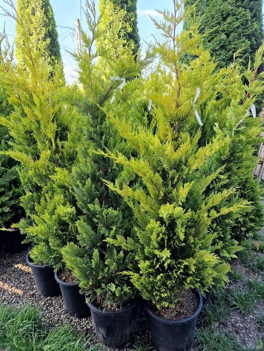 Vând plante ornamentale