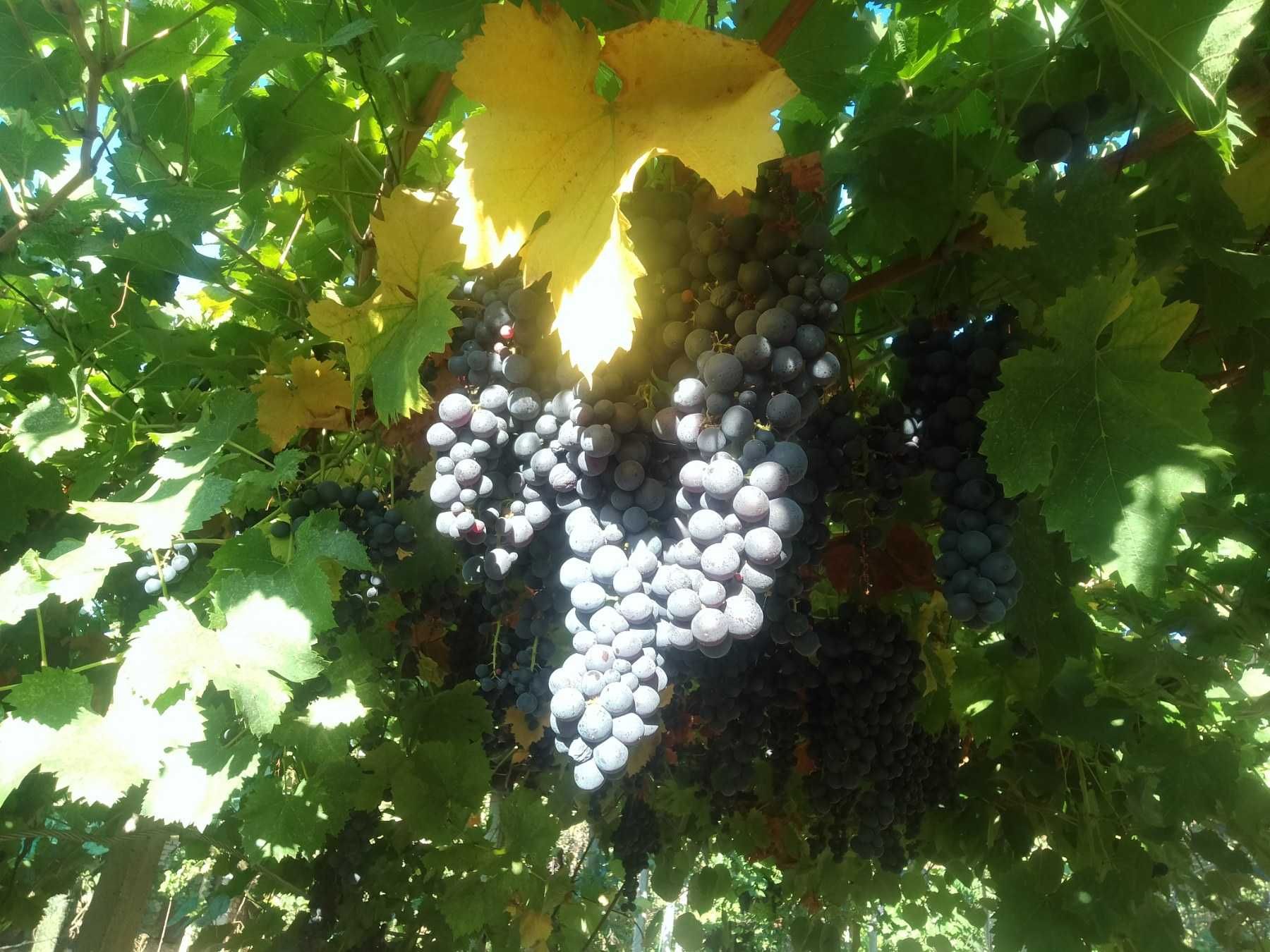 Продавам грозде тъмно и бяло