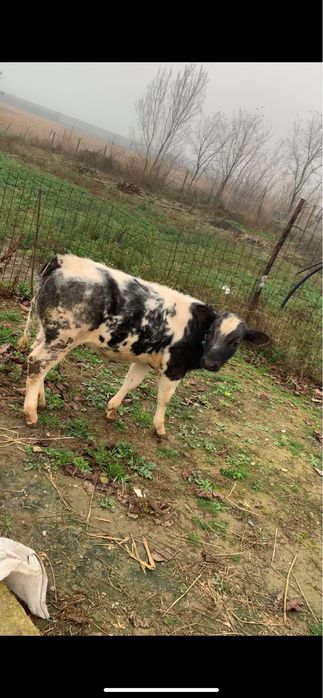 Vand vițica belgian