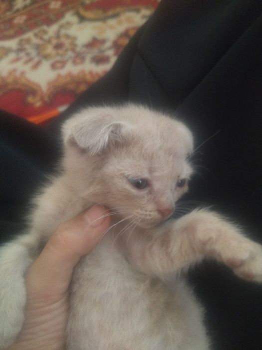 Отдаём котёнка бесплатно