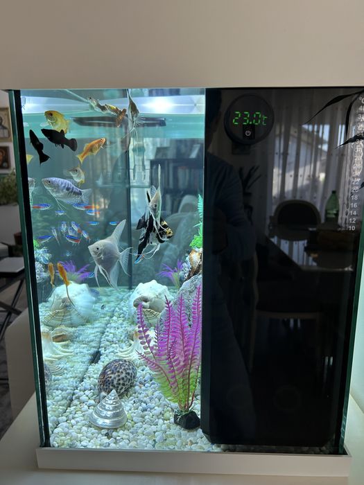 Vand acvariu profesional