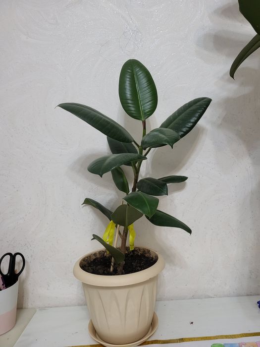 Продам комнатные цветы