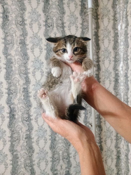 Отдам в добрые руки котенка