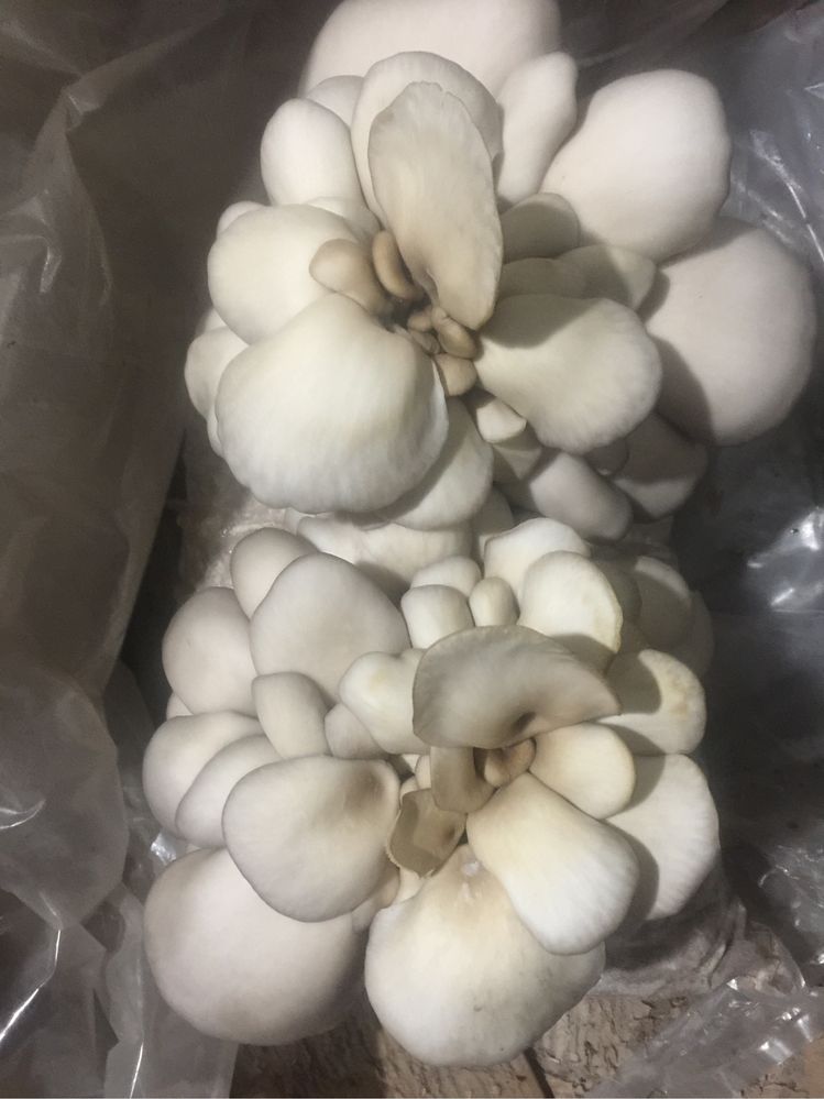 Compost pentru creștere ciuperca pleurotus