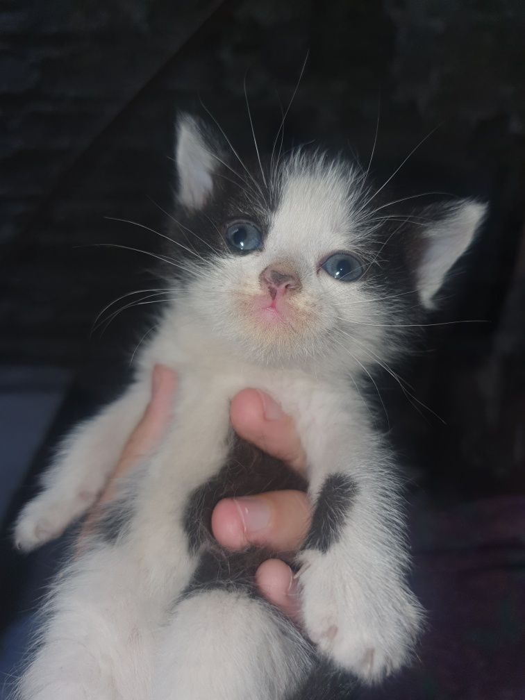 Пародистие котяти отдам в хорошие руки