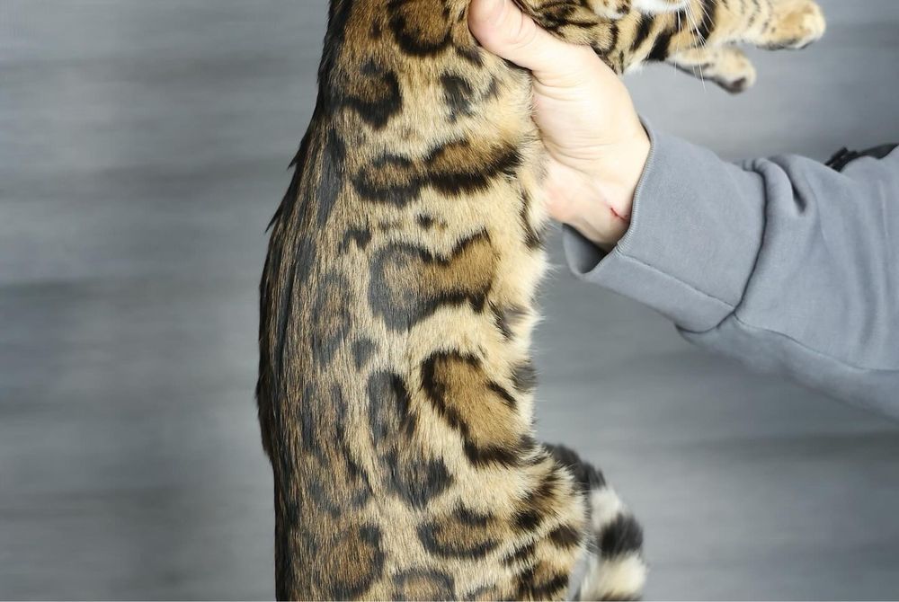 Элитные клубные бенгалськие котята!