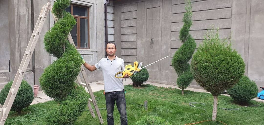 Archa kesish Dorilash va Gazon ikkish Daraxtlarga shakil berish xizmat
